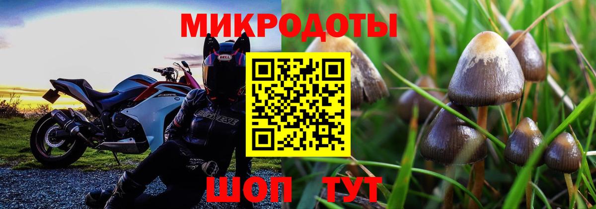 Псилоцибиновые грибы мицелий Киселёвск
